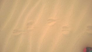 Sorkan jäljet hiekassa